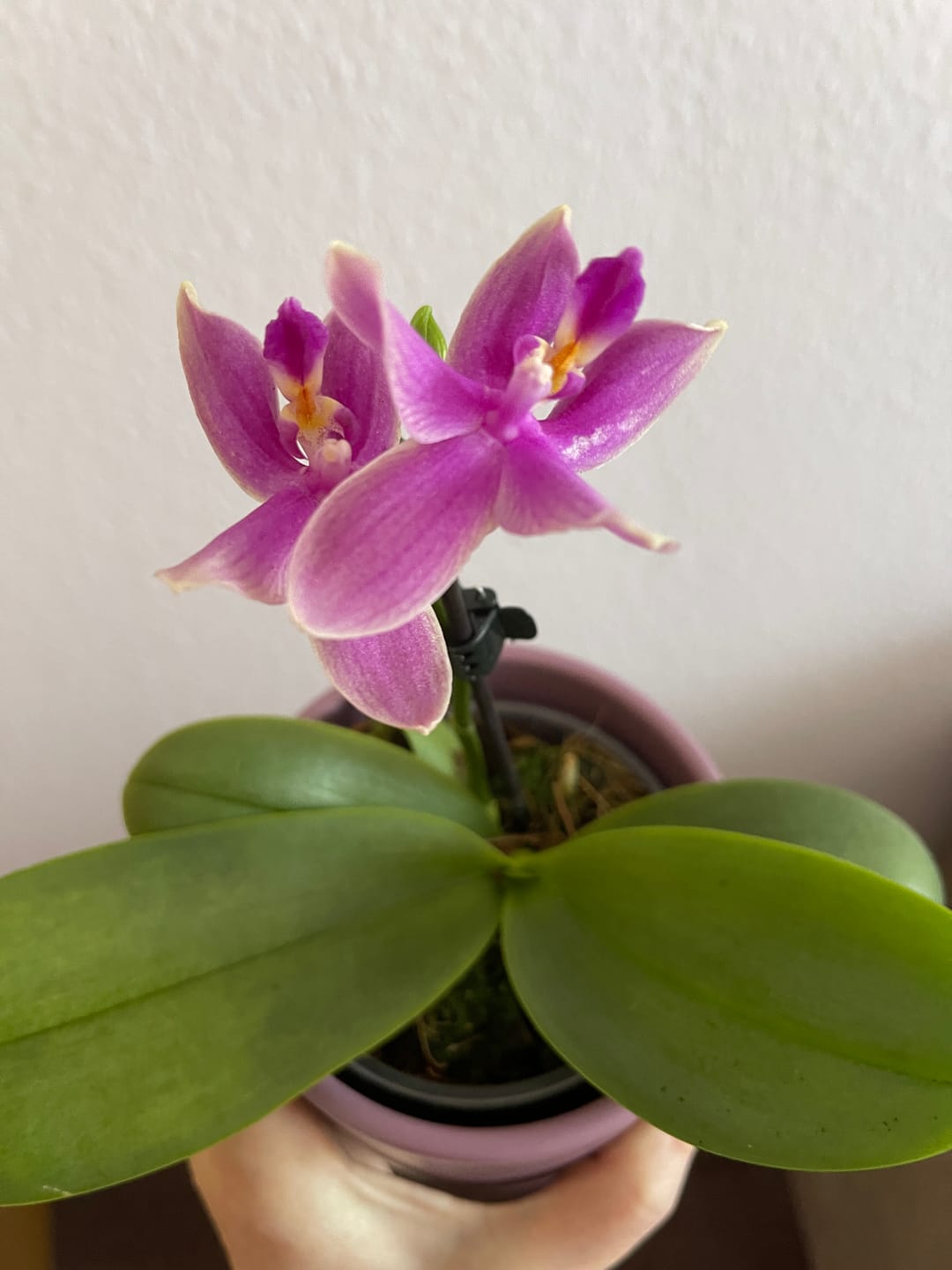 Customer photo review of Duftorchidee Love Potion mit lila Blüten und 1 Rispe