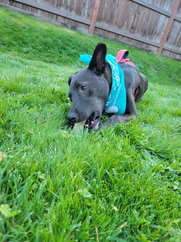 Customer photo review of Coconut Yak Chews