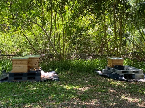 Customer photo review of Optimized Ventilation and Temperature Control:8 Frame Beeswax Coated Screened Bottom Board for 8 FRAME Langstroth Beehives