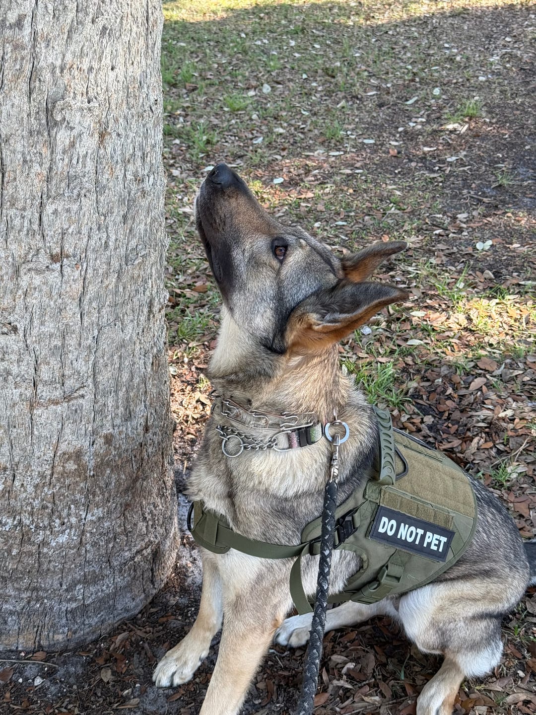 Customer photo review of Tactical No Pull Dog Harness v2