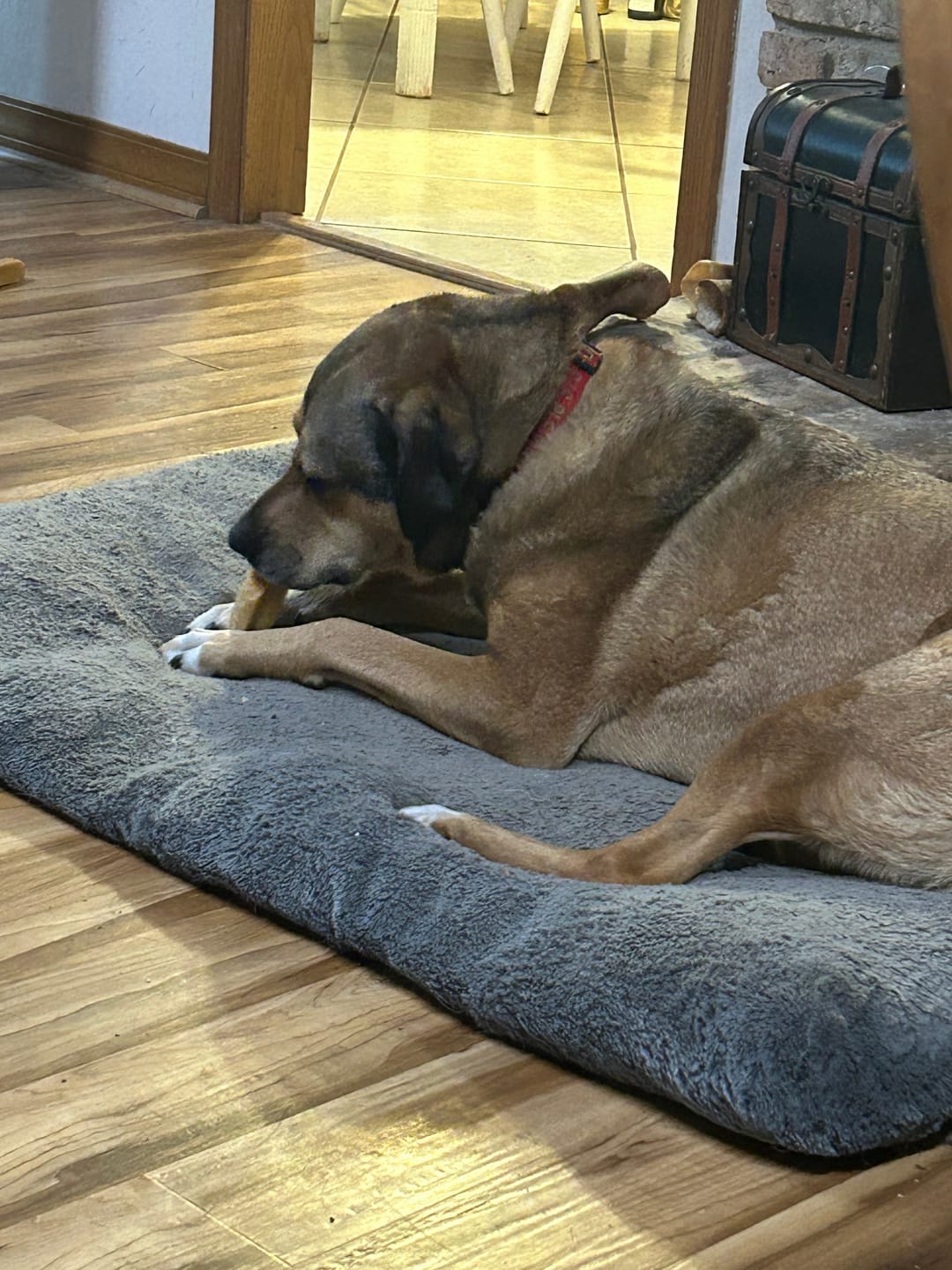 Customer photo review of Himalayan Yak Cheese Chew Dog Treat