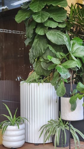 Customer photo review of Ribbed Loob