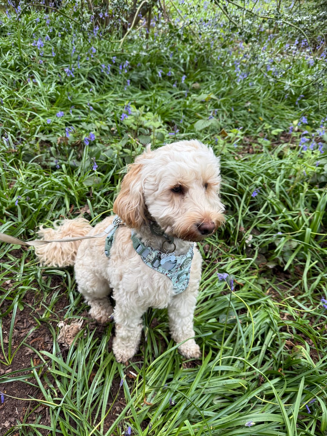 Customer photo review of Disney© Tough Trails™ Harness - 100 Aker Wood