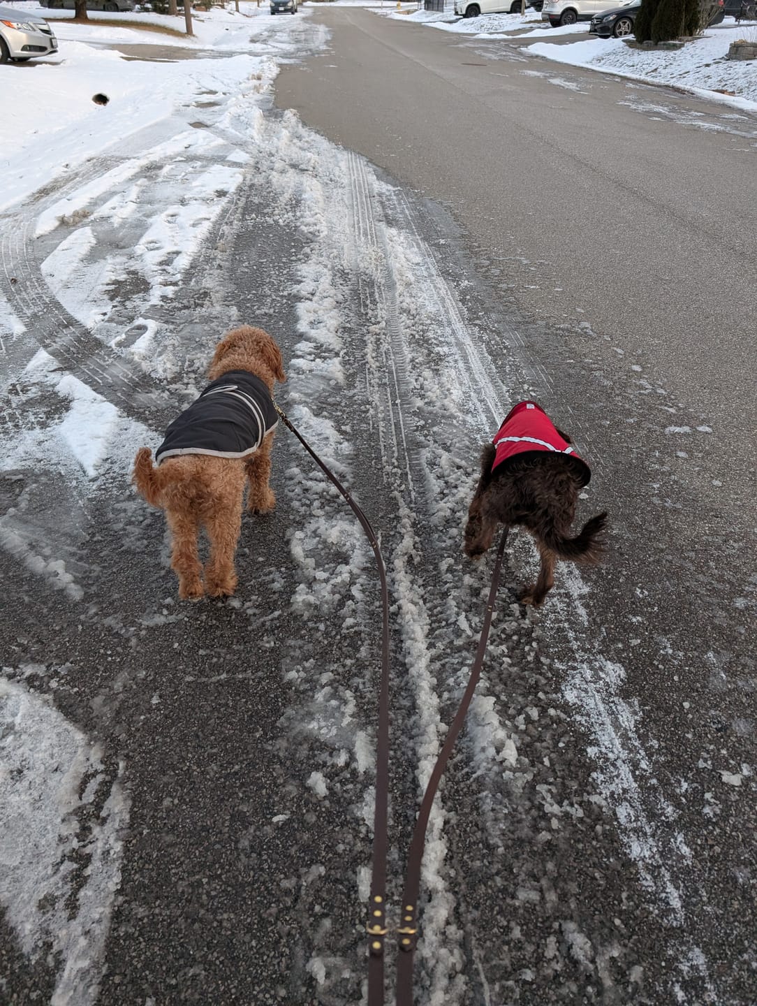 Customer photo review of Hands-Free Leash Adapter