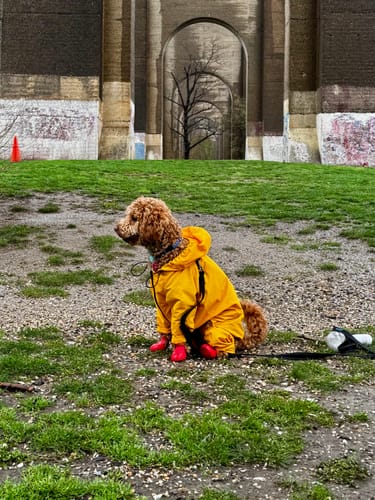 Customer photo review of Nylon Coverall