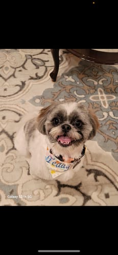 Customer photo review of Brother Innov-ís NQ3550W Sewing & Embroidery Machine