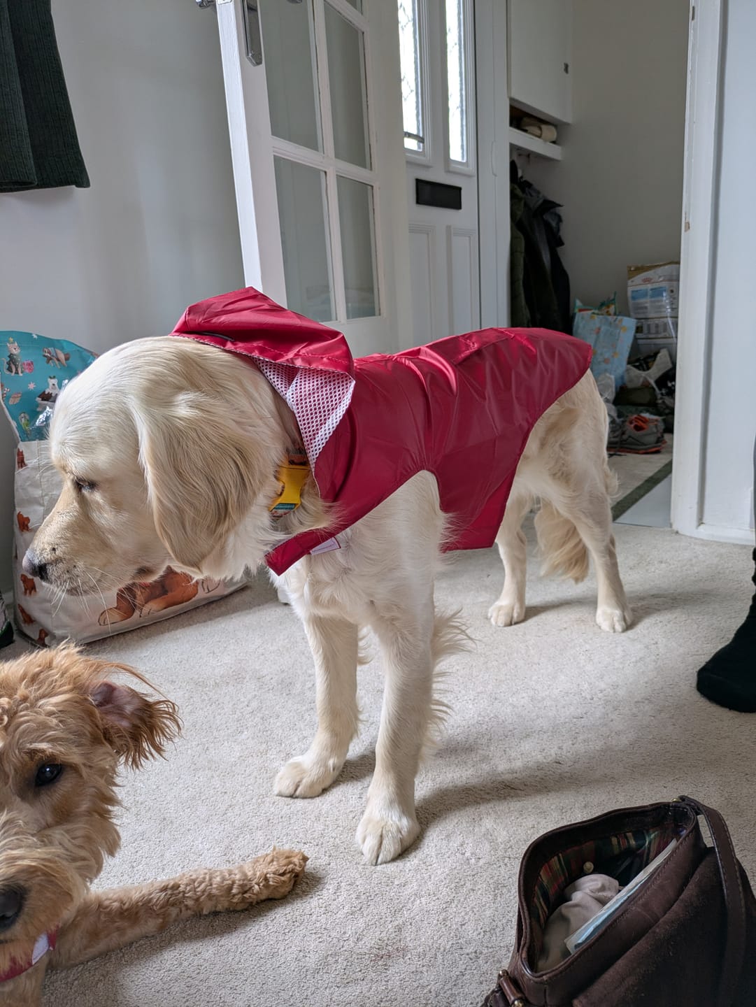 Customer photo review of Dog Raincoat: Waterproof, Reflective & Hooded