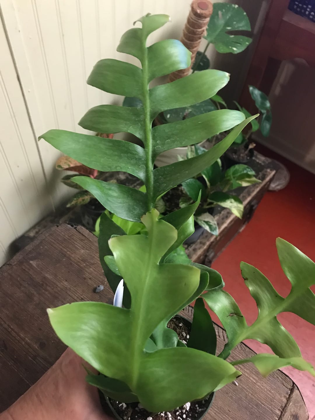 Customer photo review of Cactus Selenicereus chrysocardium "Sharktooth"