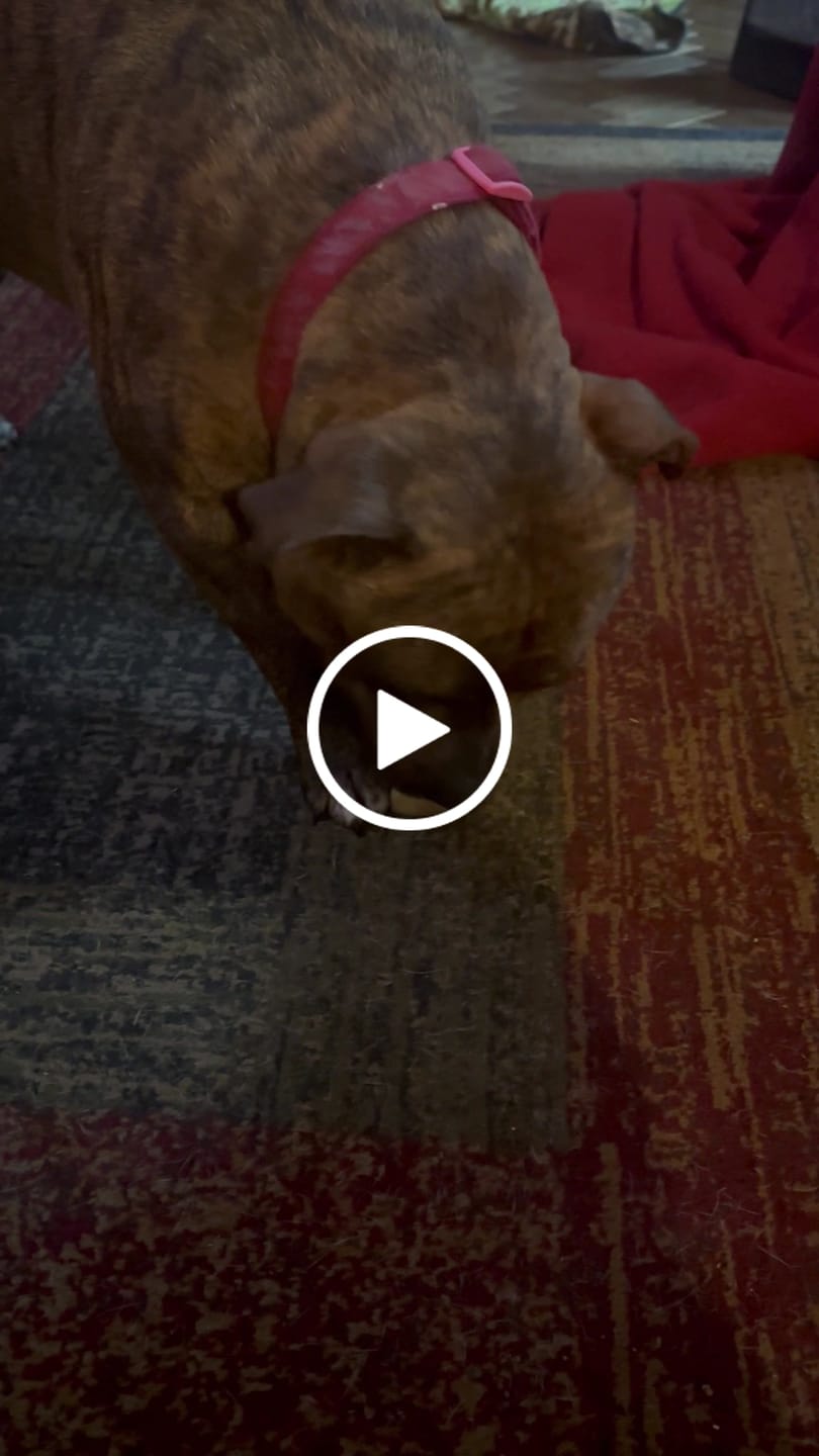 Customer video review of Smoked Pig Snouts