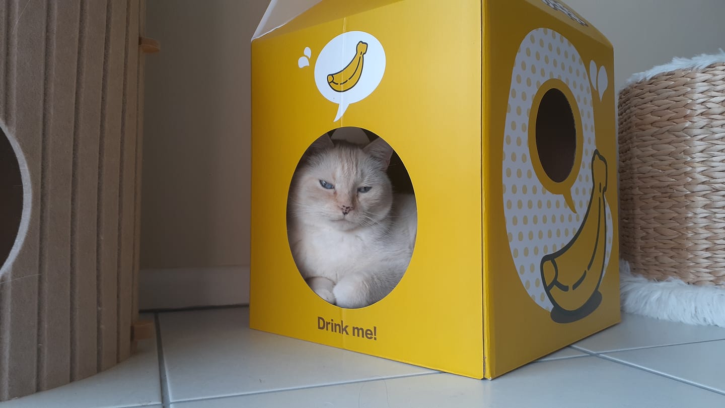 Customer photo review of Misspet Milk Box | Cat Scratcher and Nest