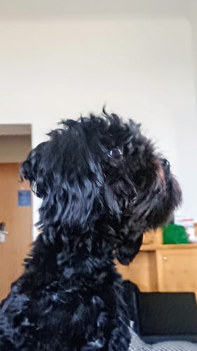 Customer photo review of Lucky Belly