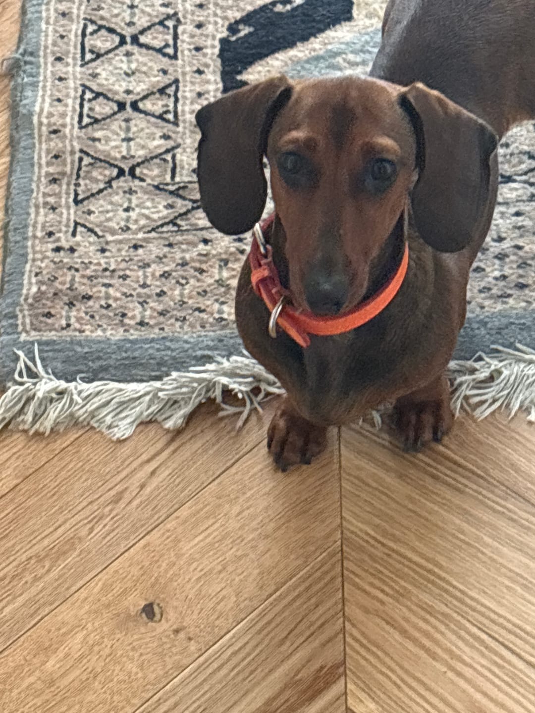 Customer photo review of Romeo - Collare in pelle Iconic Orange