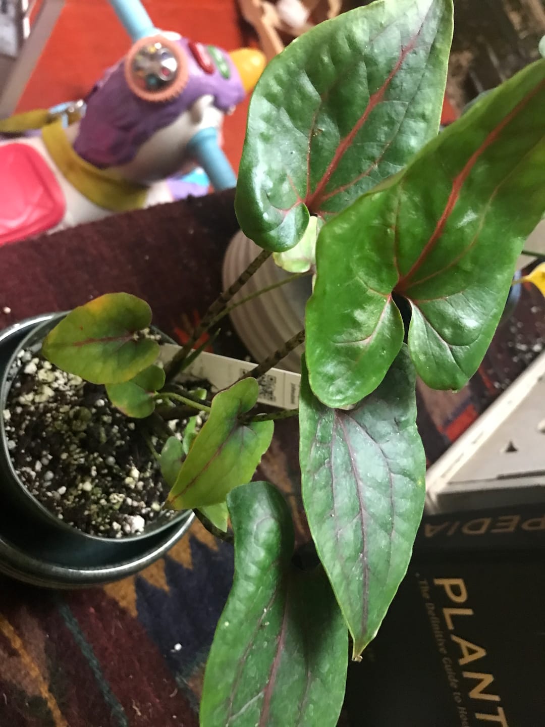 Customer photo review of Cyrtosperma johnstonii