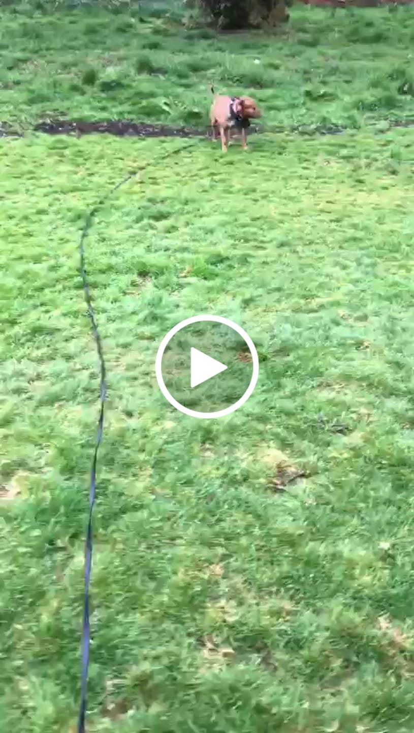 Customer video review of 10m Recall Billowthane® Lead | Waterproof - Matte Black