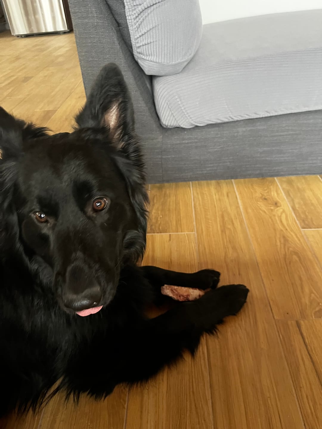 Customer photo review of K9 Choice - Os pour chien congelé - 3lb