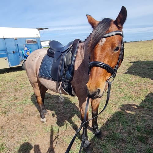 Customer photo review of PSOS Dressage Pad Stardust, Sparkly Teal