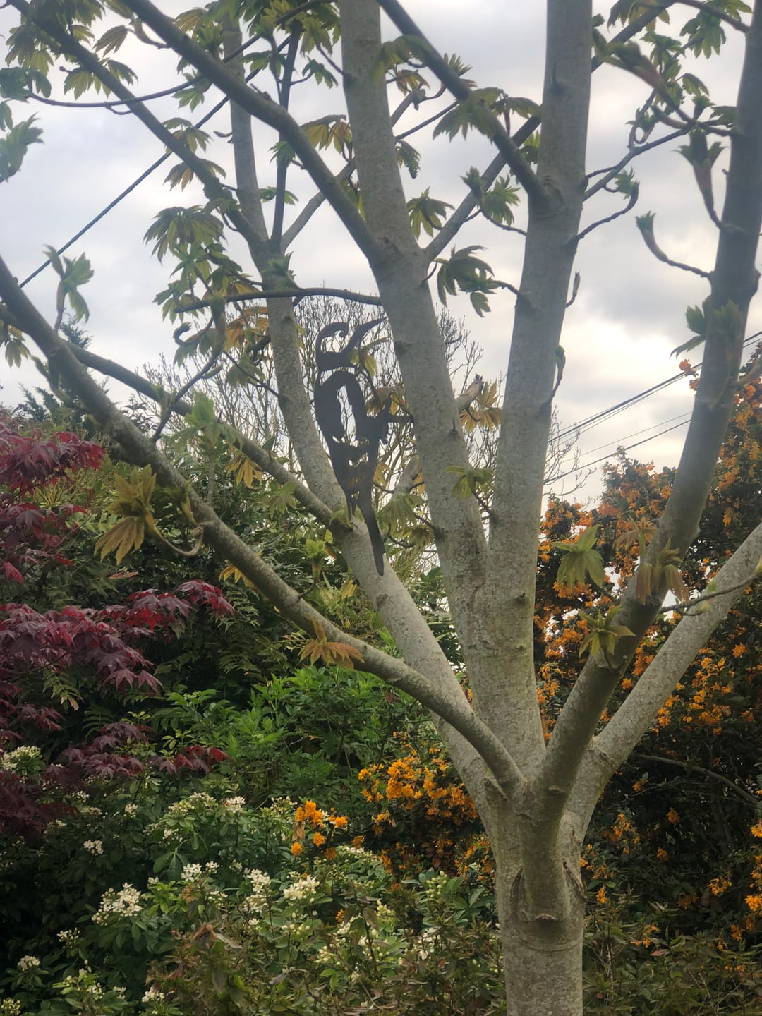 Customer photo review of Great Spotted Woodpecker