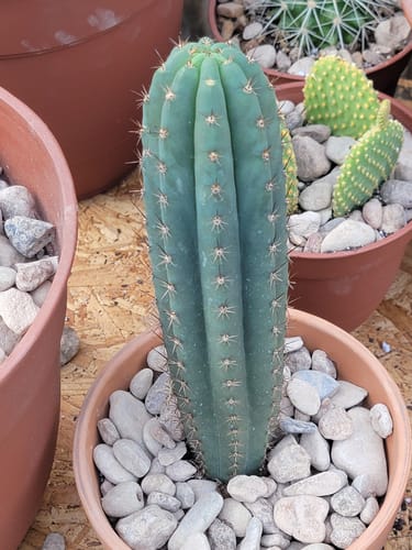 Customer photo review of Trichocereus Pachanoi | Non-PC San Pedro Cactus