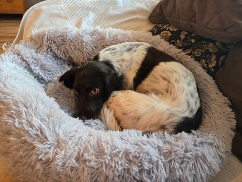 Customer photo review of Puppery Hundebett Wolke 7 - Das Original