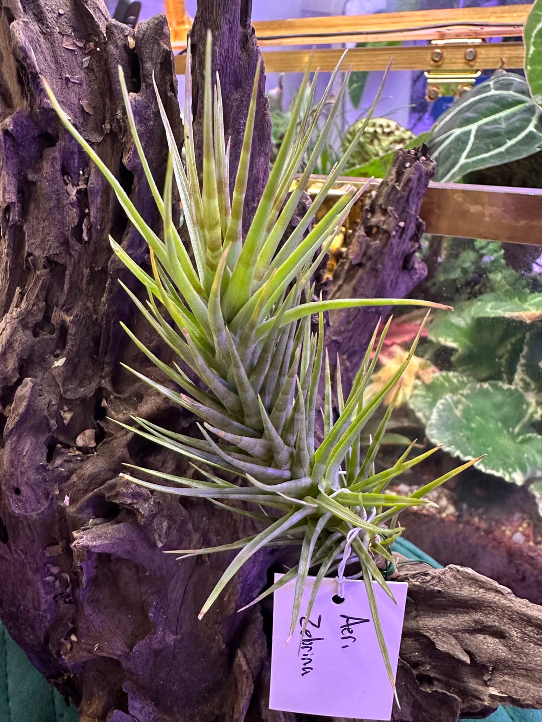 Customer photo review of Aeranthos 'Zebrina'  *NEW WORLDWIDE RELEASE!*
