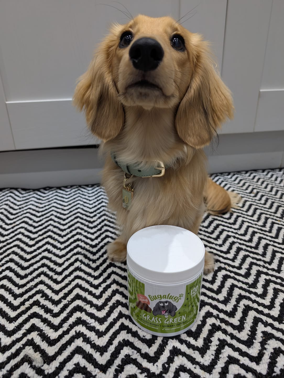 Customer photo review of Grass Green Supplement Chews for Dogs