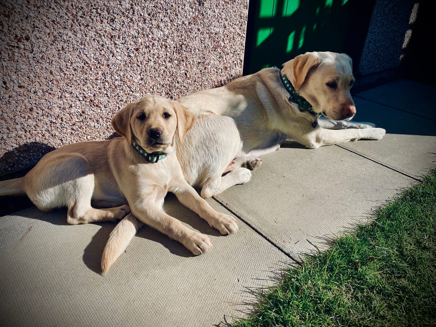 Customer photo review of Green Star Dog Collar