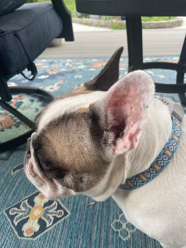 Customer photo review of FurLife™ 12 Months Flea and Tick Free