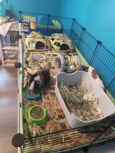 Customer photo review of The Super Pooper for Every Floofer | Litter Tray for Guinea Pigs and Rabbits