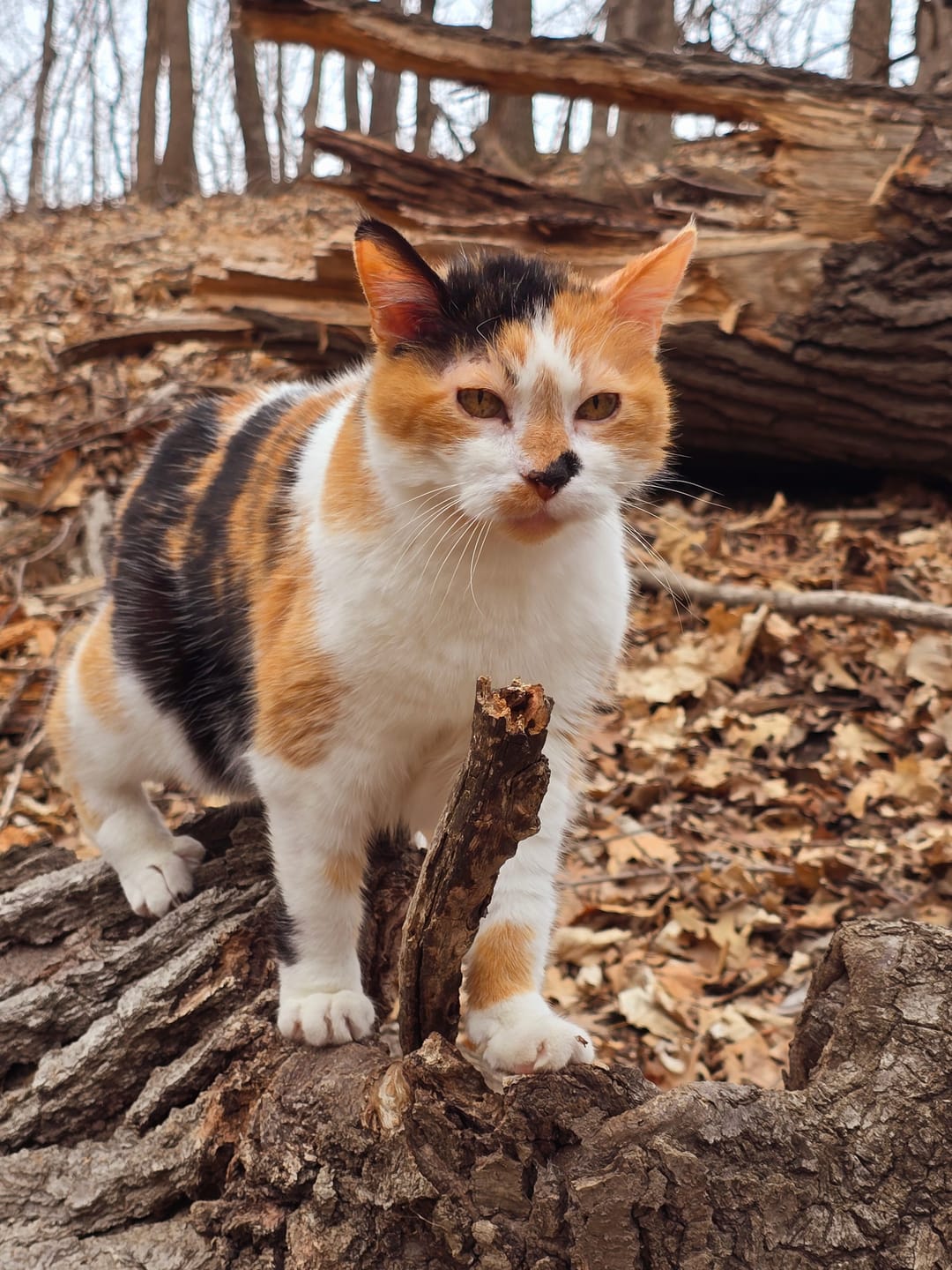 Customer photo review of Cat Itchy Skin & Healthy Coat Remedy