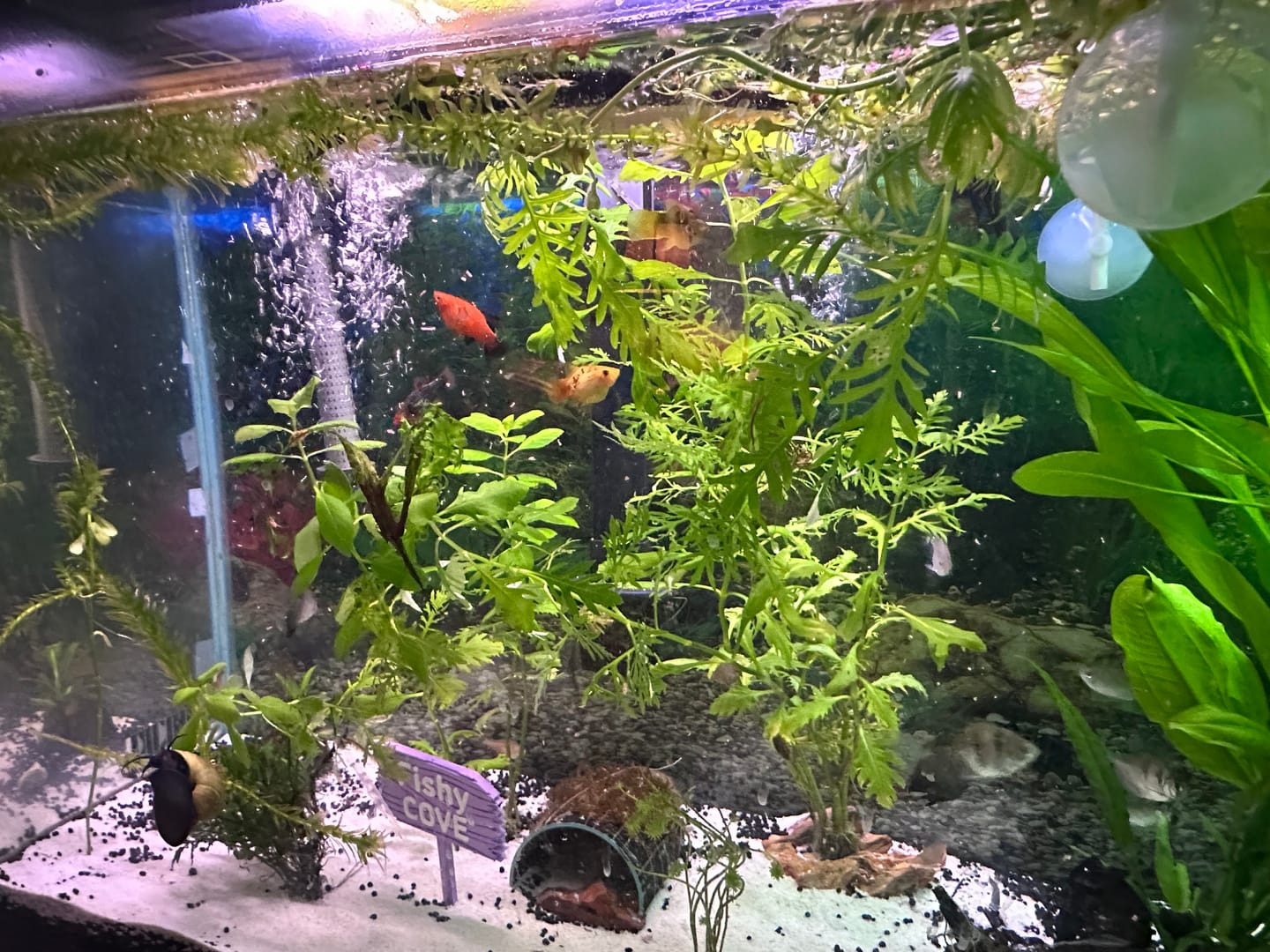 Customer photo review of Water Wisteria (Hygrophila difformis)