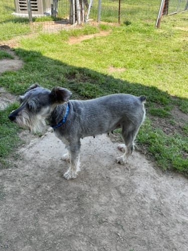 Customer photo review of DE-01™ Dental Dogbiotic