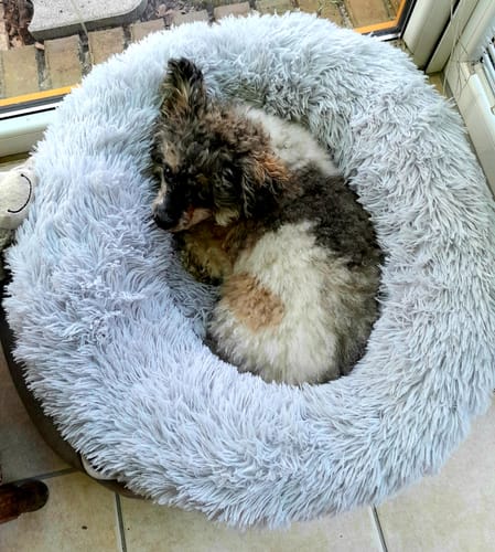 Customer photo review of Puppery Hundebett Wolke 7 - Das Original