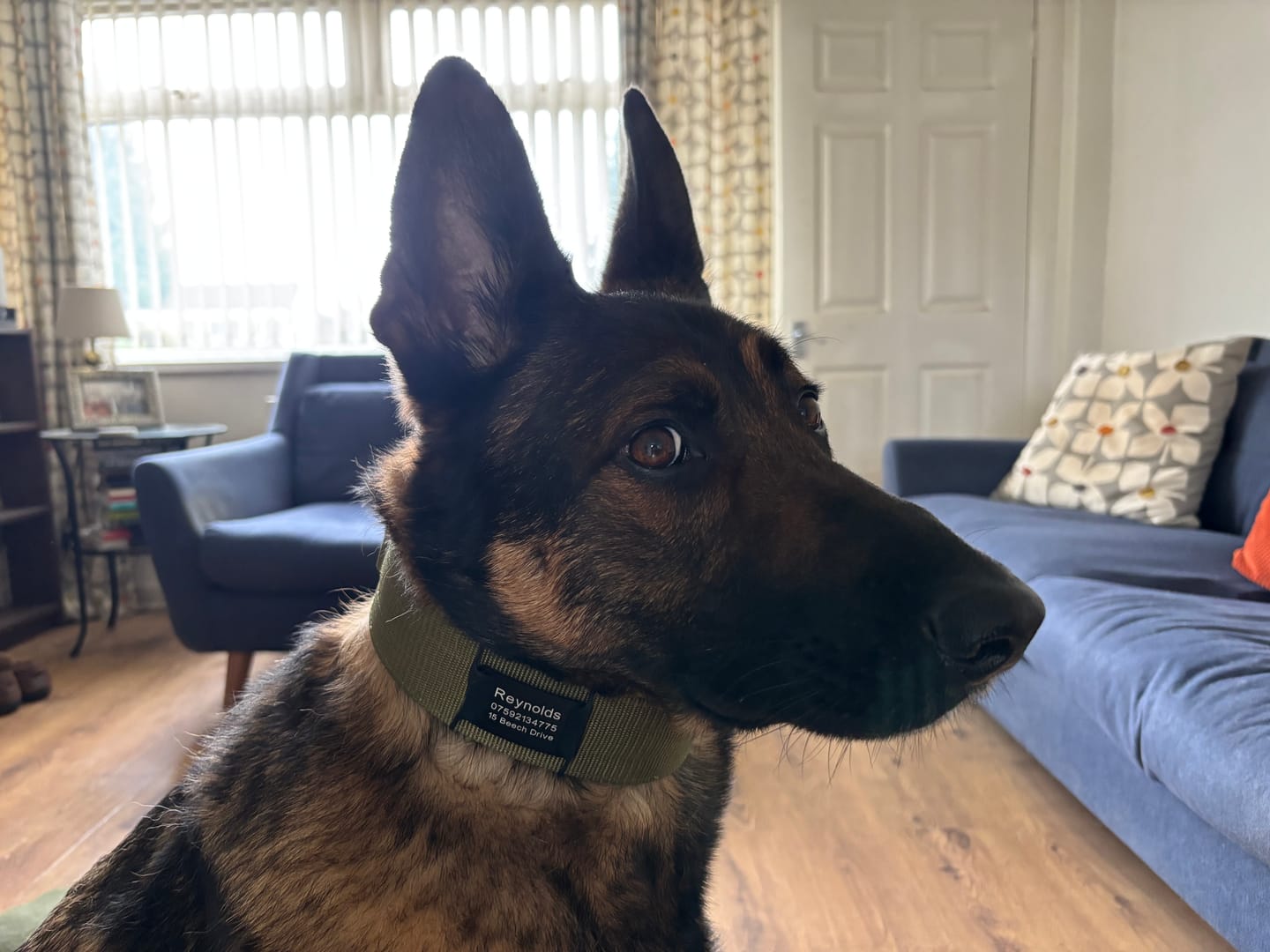 Customer photo review of 5cm Pin Buckle Collar | NO Handle - Khaki