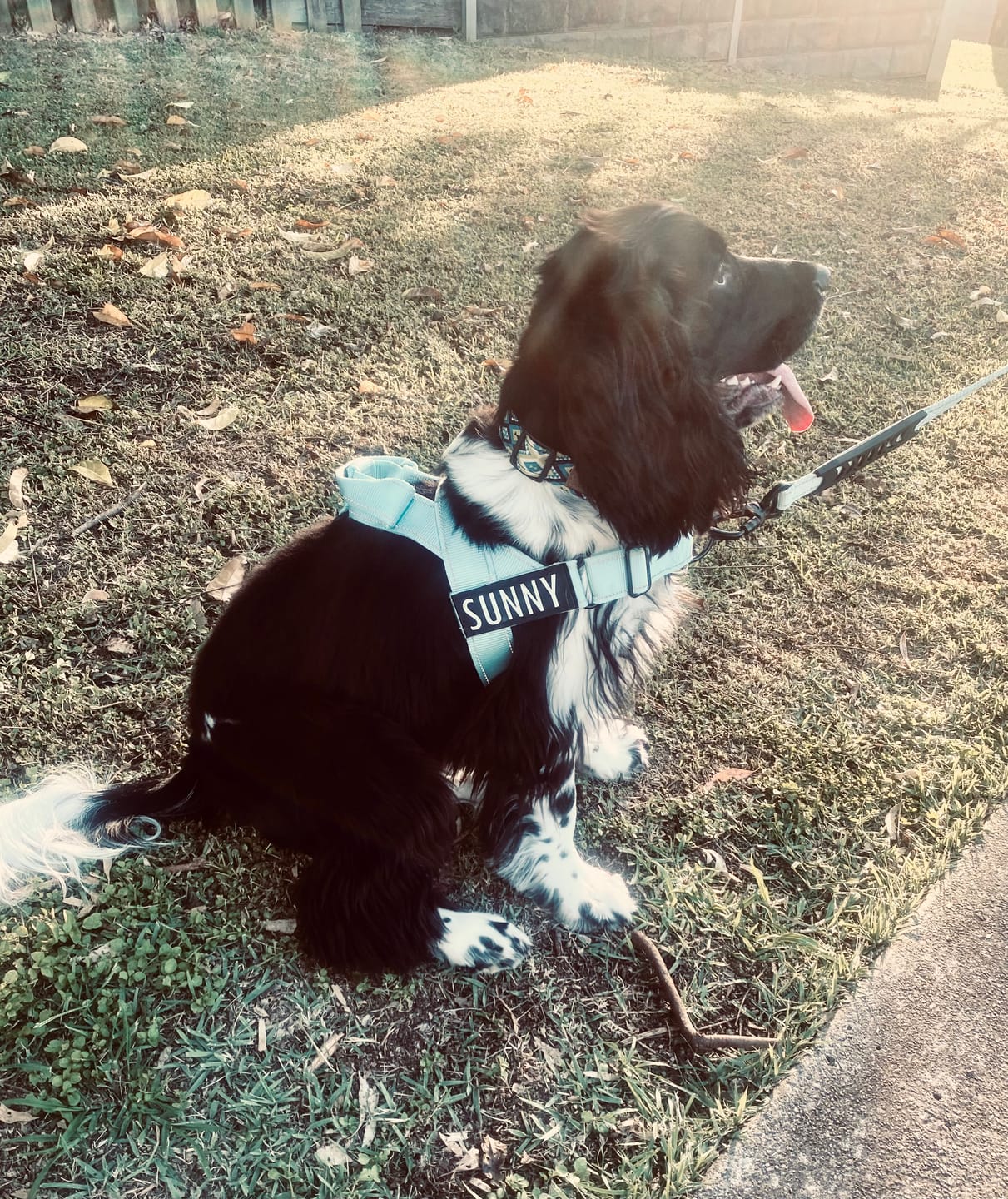 Customer photo review of Bungee Anti-Shock Leash