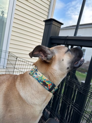 Customer photo review of Hilosaurus Buckle Collar