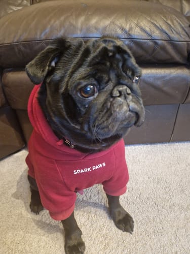 Customer photo review of Dog Varsity Jacket - Red