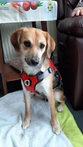 Customer photo review of Sighthound Escape Proof Harness