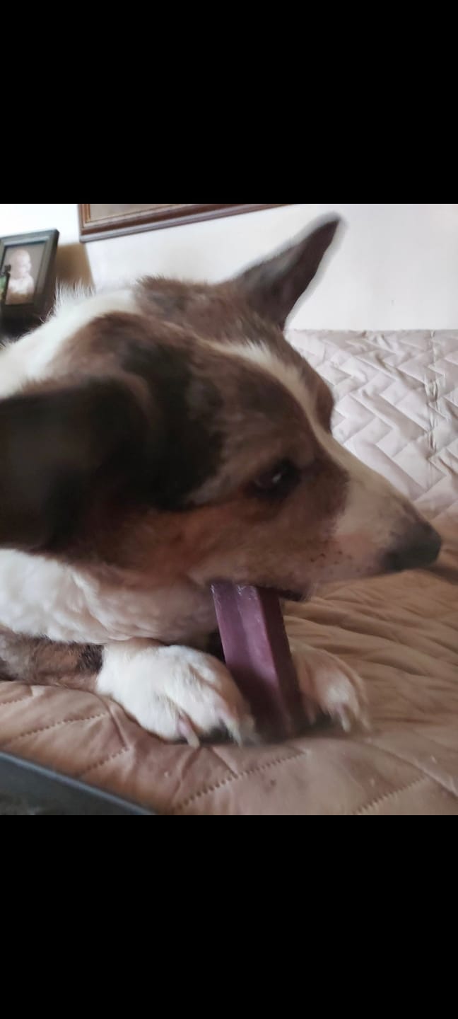Customer photo review of Blueberry Himalayan Yak Chew (MEDIUM)