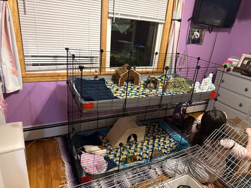 Customer photo review of Two Tier 4x2 Stacked Double C&C Cage