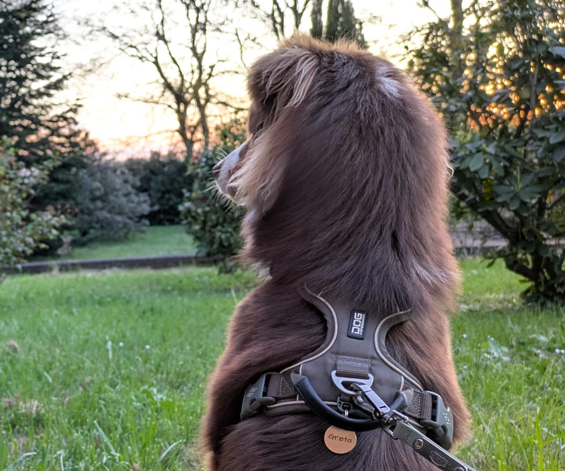 Customer photo review of Runde Hundemarke mit Gravur, Name und Telefon personalisiert