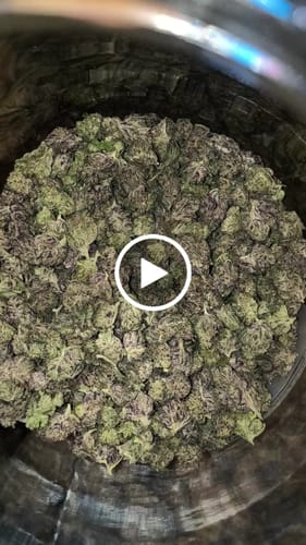 Customer video review of Gorilla Glue Greenhouse THCA Small Buds