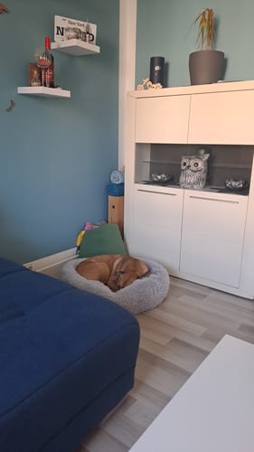 Customer photo review of Puppery Hundebett Wolke 7 - Das Original