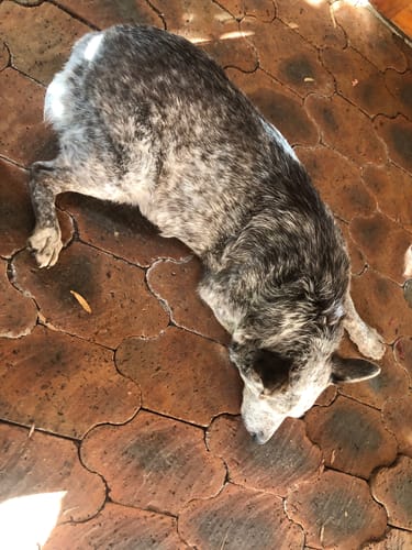 Customer photo review of Calm Pet