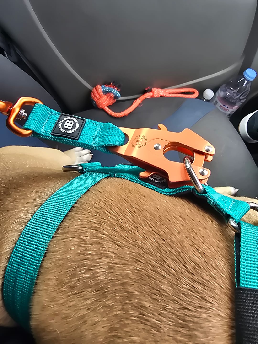 Customer photo review of 1.4m Lighter Swivel Combat Lead | Anti-Tangle & Secure Clip - Turquoise x Orange