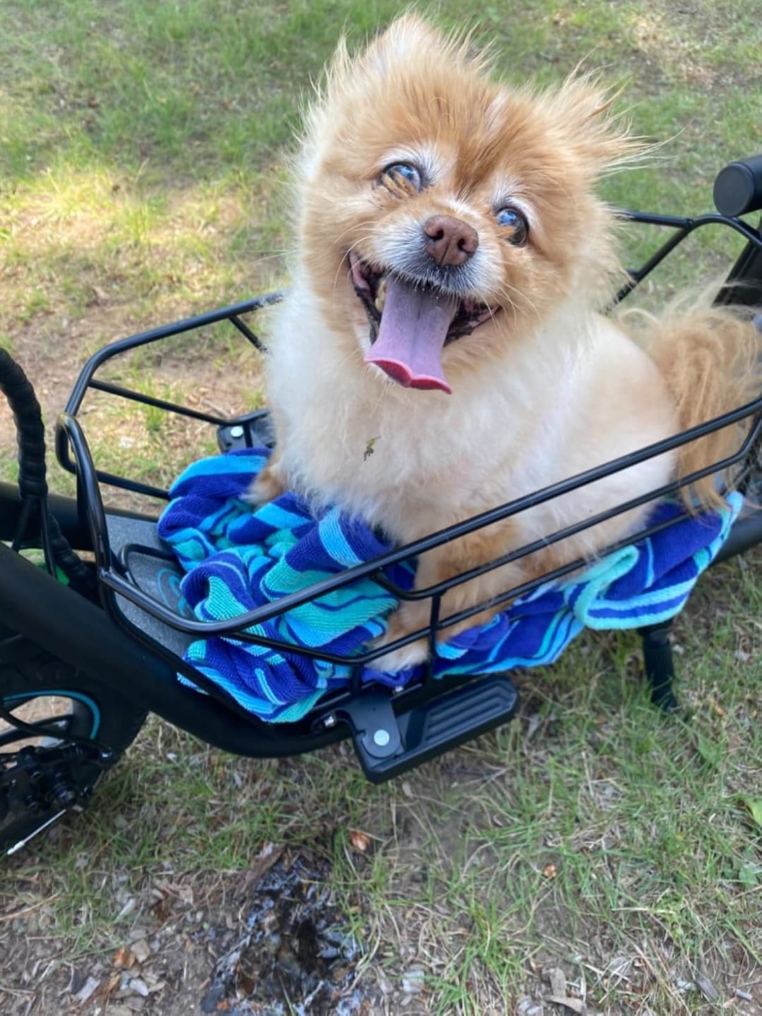 Customer photo review of Gyroor C1S Electric Scooter with Removable Basket - 800W(Peak) Motor, 18.6 MPH