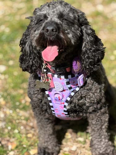 Customer photo review of Tough Trails™ Harness -  Cherry Bomb