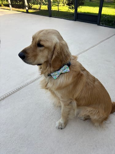 Customer photo review of Green & Purple Easter Dog Bow Tie- Plaid