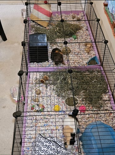 Customer photo review of 6x2 C&C Cage