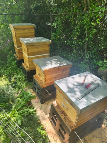 Customer photo review of MayBee Hives Unassemble 10 Frame Medium Super Bee Box Wax Coated Bee Hives Includes Wooden Frames , Waxed Foundations