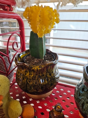 Customer photo review of Gymnocalycium mihanovichii freidrichii | Moon Cactus Yellow